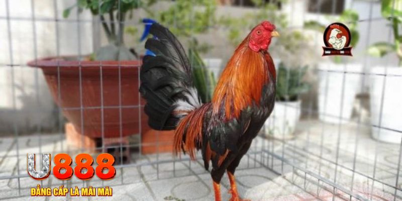 33win68 tai game danh bai bigkool ve may tinh
